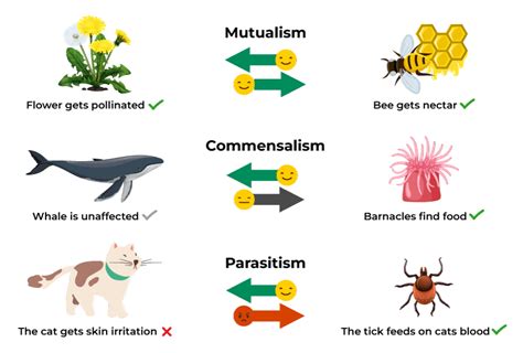  Ameisenigel! Ein faszinierendes Beispiel für Symbiose zwischen Säugetieren und Insekten