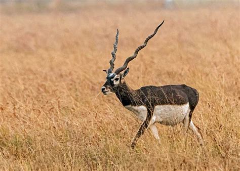  Antilope: Ein Meister des Überlebens trotz stetiger Bedrohungen durch Raubtiere!