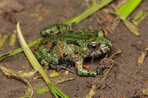  Bombina Bombina! Ein kleiner Frosch mit großer Persönlichkeit und einem verblüffenden Tarnungstalent