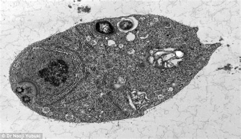  Monocercomonoides: Ein Einzeller ohne Mitochondrien - Kann dieser winzige Riese tatsächlich auf Energie aus dem Nichts leben?