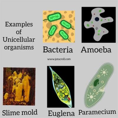  Rhizodina! Ein faszinierendes Beispiel für die komplexen Lebensweisen einzelliger Organismen