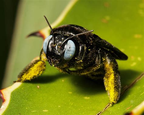  Xylocopa - Sind diese faszinierenden Insekten mit ihren pelzigen Beinen nicht die perfekten Schreiner der Natur?