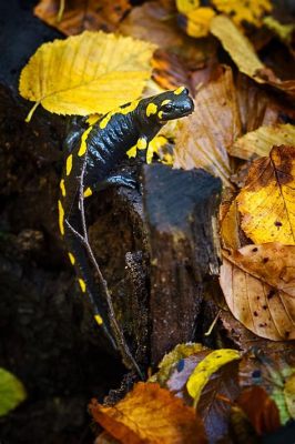  Yellow-Spotted Salamander: Ein Meister der Tarnung und ein unbestechlicher Jäger im Unterholz!