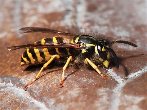  Yellowjacket -  Ein Stachel, der zum Nachdenken anregt: Ein faszinierender Einblick in die Welt dieser sozial lebenden Insekten!