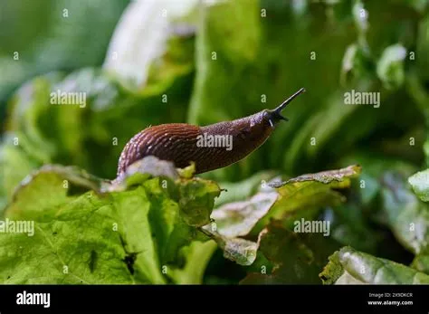  Nacktschnecke – Eine faszinierende Mischung aus sanftem Gleiten und überraschender Robustheit!