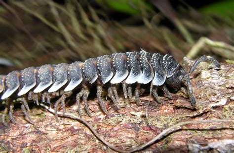  Quilostomidae - Ein faszinierendes Diplopoda mit einem Panzer wie aus Granit und flink wie ein Schatten durch den Waldboden!