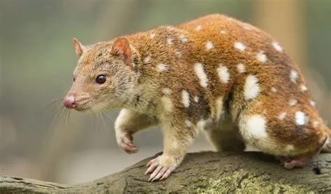 Quoll! Ein flinkes Beuteltier mit einem unerbittlichen Jagdinstinkt