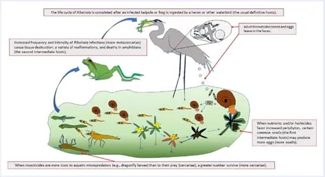  Ribeiroia ondatrae: Eine flüchtige Begegnung mit einem Parasiten-Meister der Tarnung!