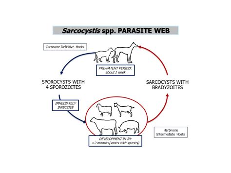  Sarcocystis: Ein Parasit mit ungeahnten Reiseplänen – von den innereien des Rindes bis zur Katze!