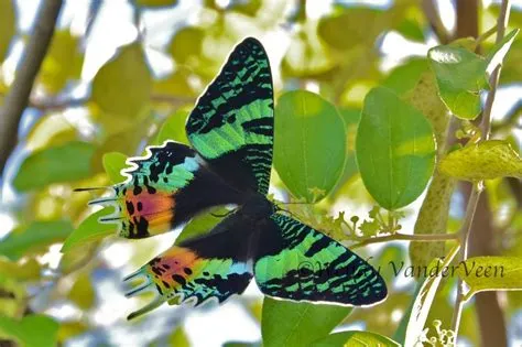  Schmetterling: Ein faszinierender Falter mit schillernden Flügeln und einem unvergleichlichen Tanz durch die Blumenwelt!