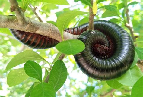  Ugandan Giant Millipede: A Multi-Legged Marvel that Thrives Under the Lush Canopies of its Native Land!