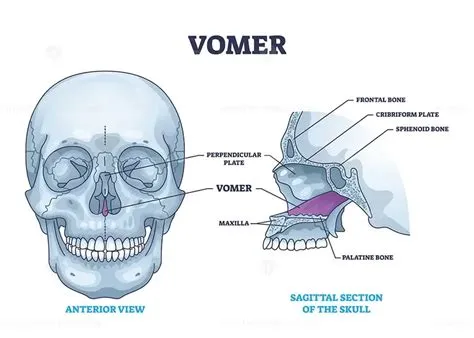  Vomer: Ein seltener Meeresbewohner mit einer faszinierenden Anatomie und einem ausgeprägten Jagdinstinkt!