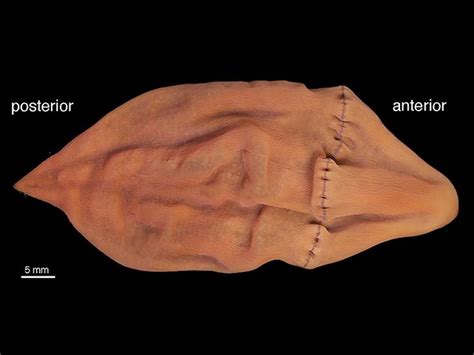  Xenoturbella! Ein faszinierender Meereswurm mit ungeklärter Abstammung und rätselhaften Essgewohnheiten