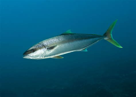  Yellowtail! Ein Meeresfisch mit leuchtendem Schwanz und unglaublichem Geschwindigkeitsvermögen