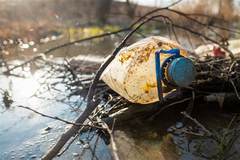  Yeongdeoksoo: Ein winziger Eindringling mit ungeahnten Auswirkungen auf die Umwelt!