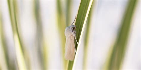  Yucca Moth! A Tiny Weaver Who Plays a Vital Role in Desert Ecosystems